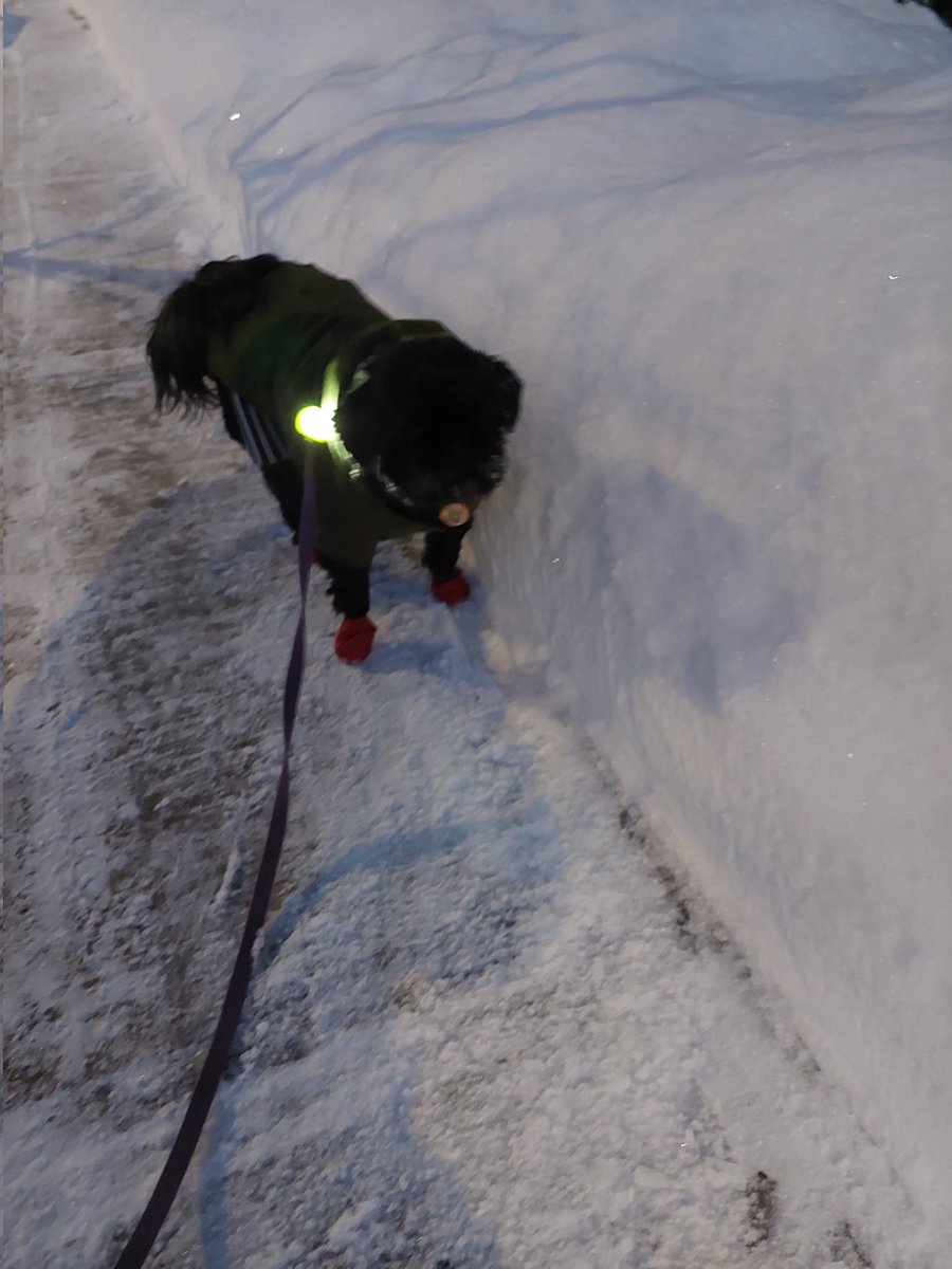 arruda_j's tweet image. Ok  Eva these 2 old seniors barely want to go outside and barely make it around the corner of our street 😆 😅 but let's share pics  #DogsofTwittter #dogslife #DogsOfWinter @KayaKathir @christieTOA @K33Childer @SarahFrumento @GillianDaws @lorinewton @EMcMahon_TCT @CanadianBrosEh