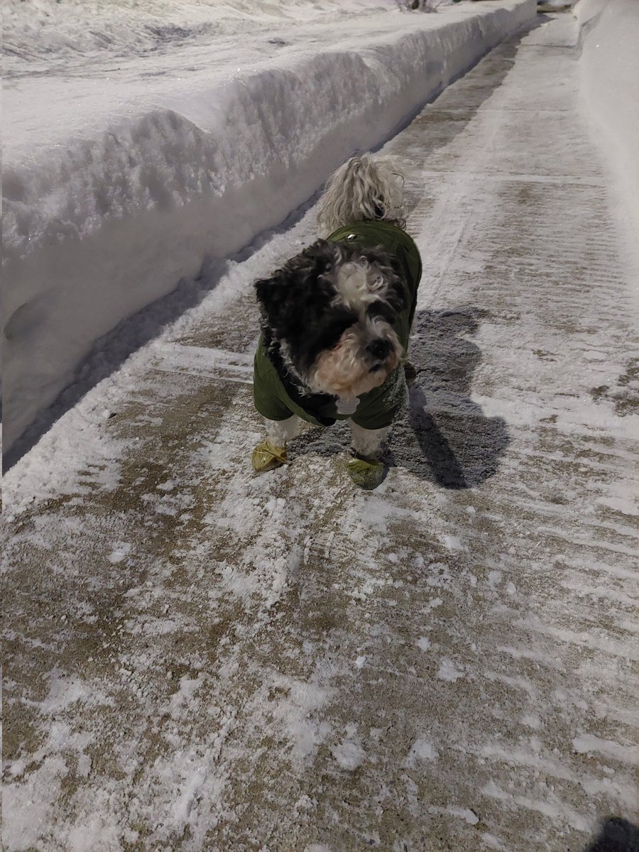 arruda_j's tweet image. Ok  Eva these 2 old seniors barely want to go outside and barely make it around the corner of our street 😆 😅 but let's share pics  #DogsofTwittter #dogslife #DogsOfWinter @KayaKathir @christieTOA @K33Childer @SarahFrumento @GillianDaws @lorinewton @EMcMahon_TCT @CanadianBrosEh