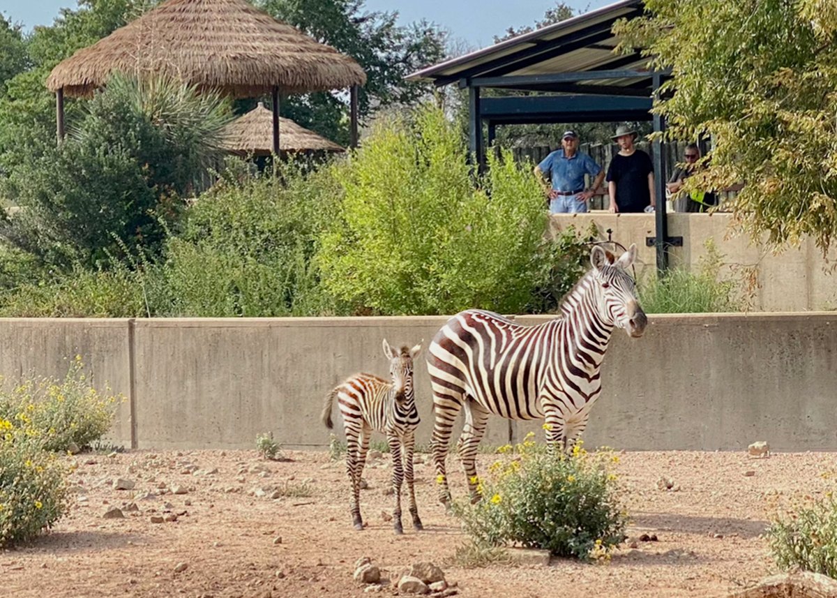 This Saturday, Abilene Zoo is celebrating International Day of the Zebra! Partake in this zappy occasion with Zebra themed experiences from 11AM-1PM!