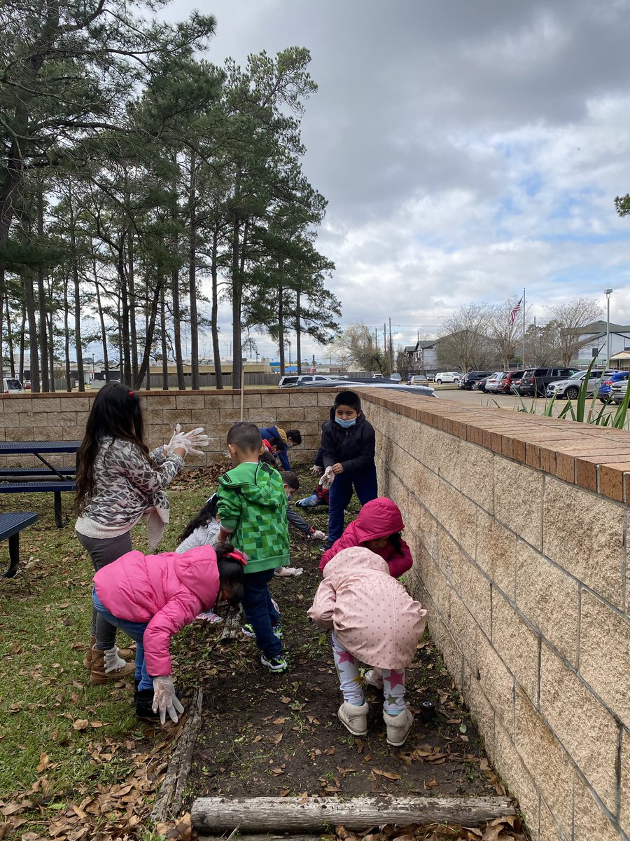 MrsMFitch_NBE's tweet photo. Getting our garden prepared to plant our tulips 🌷‼️ #pullingweeds #foundsomething #learningeverywhere @HumbleISD_NBE @elliott_judi #FitchsFriends 🤍 https://t.co/VPMgQdDdq3