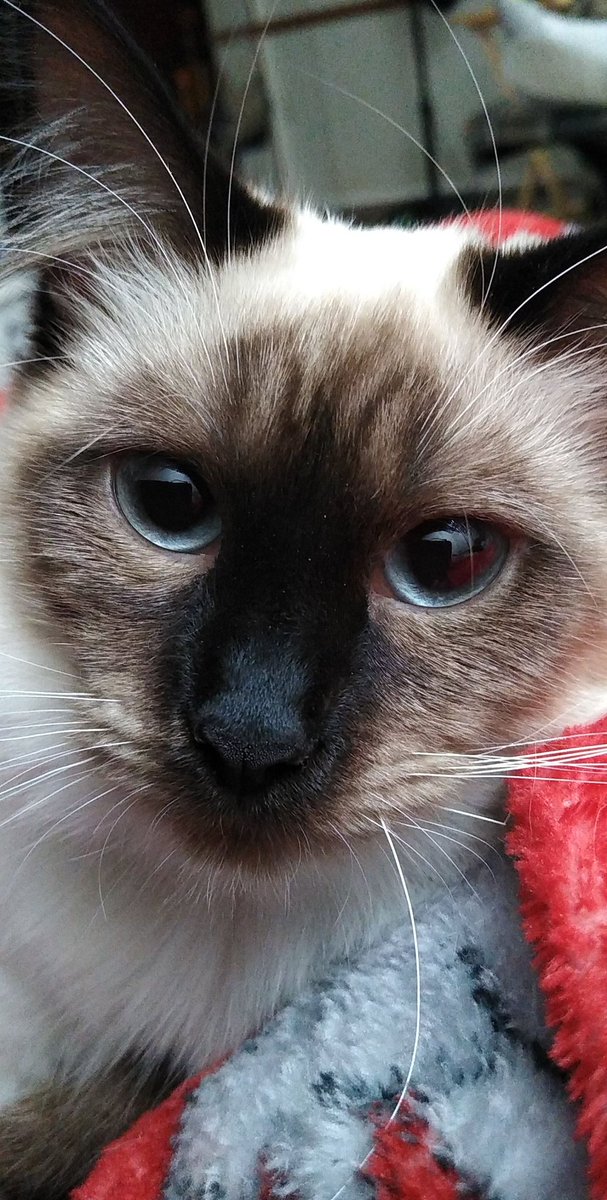 WinkyWonkey's tweet photo. Freya 😺 https://t.co/UxyDr3T0xW