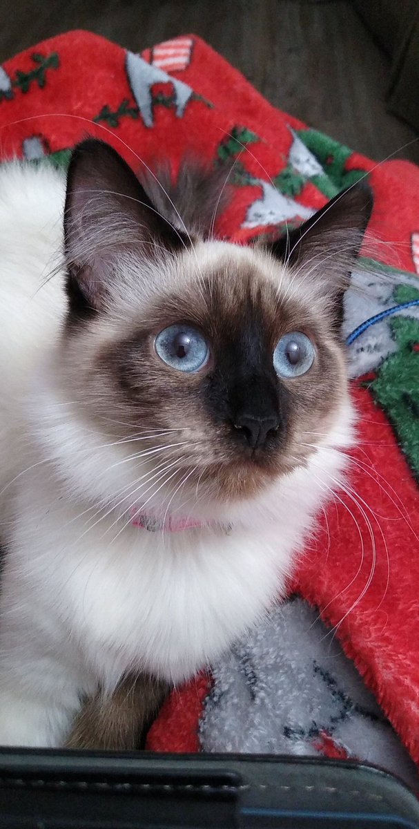 WinkyWonkey's tweet photo. Freya 😺 https://t.co/UxyDr3T0xW