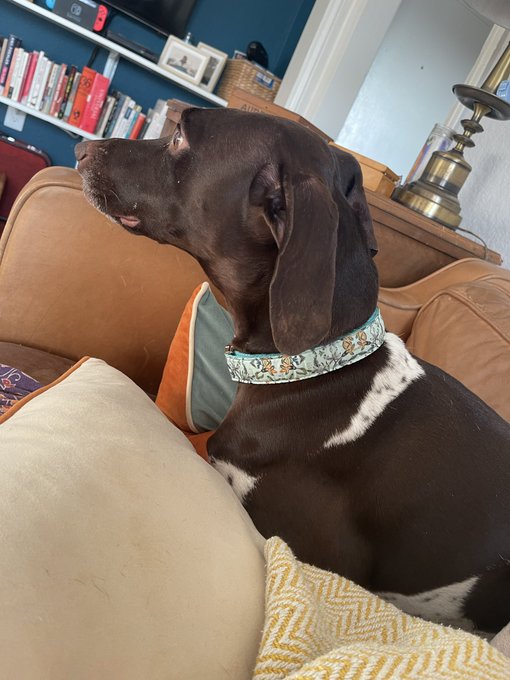 Squeegee got a new collar and she wanted to model it for y&rsquo;all. https://t.co/gZUg3nVppi