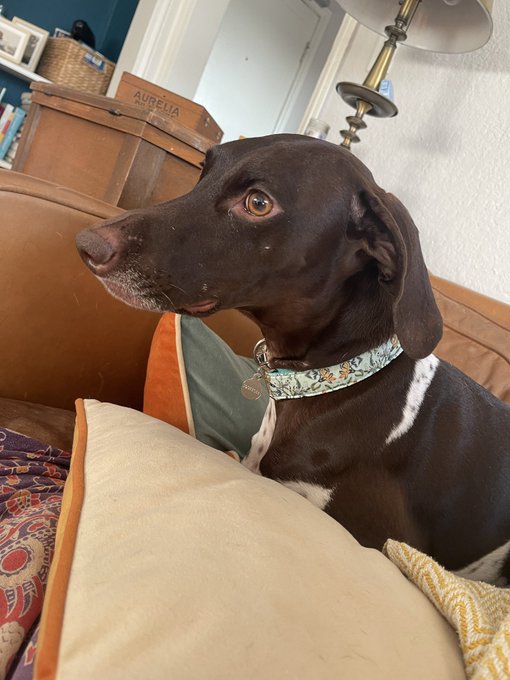 Squeegee got a new collar and she wanted to model it for y&rsquo;all. https://t.co/gZUg3nVppi