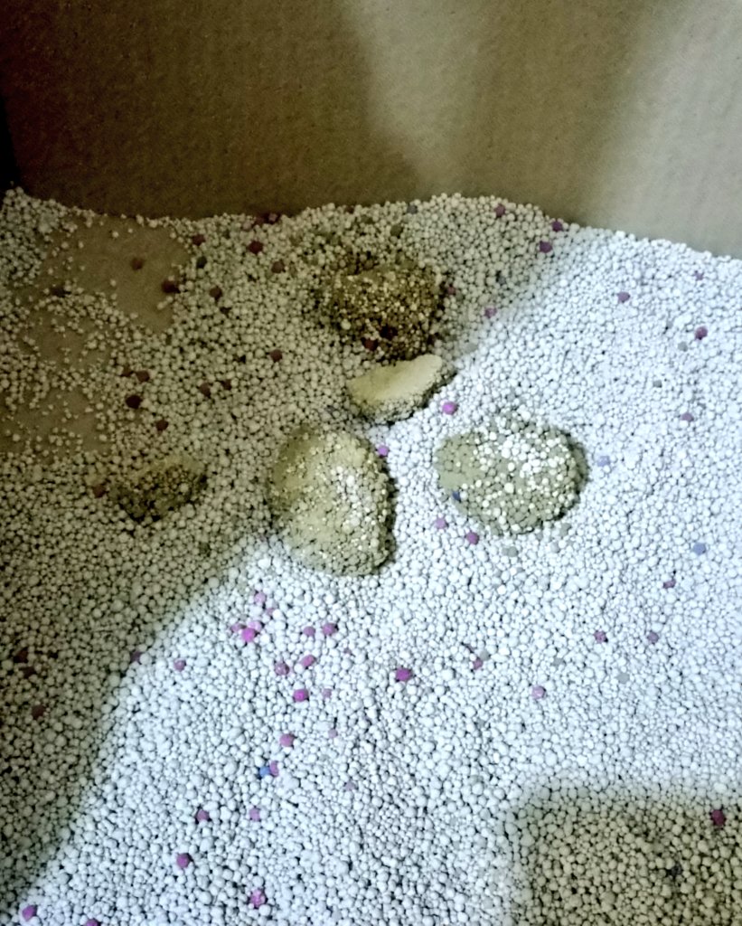 pasukan_bulu's tweet photo. Agak mendingan dibanding kmrn..
DF S/O nya dia ga mau dlm bentuk DF.. diblenderin trus disuapin pk tangan baru mau..
*full di kamar dl biar kepantau
#ibel https://t.co/AJsHJuIPwt