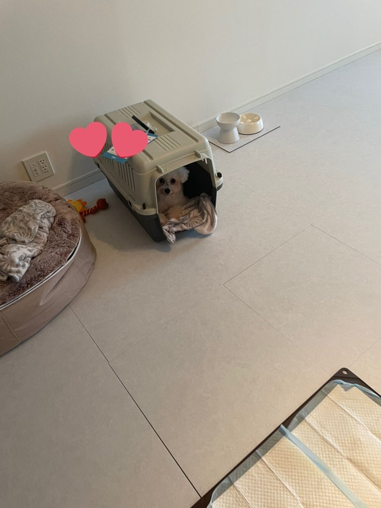 mre_r443's tweet photo. 保護犬ちゃんを迎えて2ヶ月程たってこんなに笑顔になったよ💕💕最初は絶対ゲージから出て来なくて、もちろん苦労も沢山あったけど人間のせいでこんなに可愛い行き場のないわんちゃん猫ちゃんが沢山居ることを知って貰えたら嬉しい😌♥性格も表情も見違えた♡#保護犬 #ビションフリーゼ #殺処分ゼロ https://t.co/rqcrVUomb3