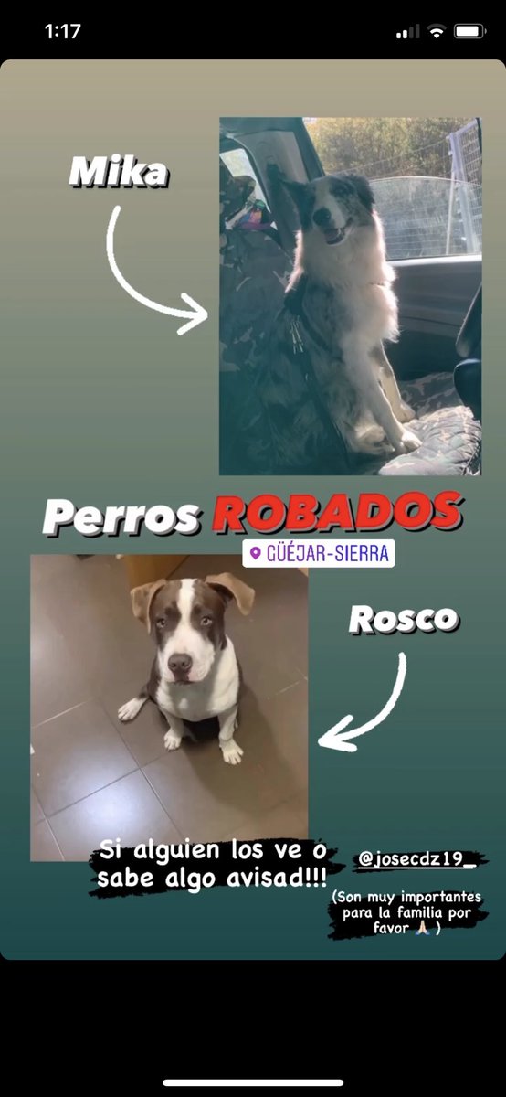 Si no los habéis visto por lo menos ayudar a difundir, la gente que tiene perros sabe el sufrimiento que es no tenerlo a tu lado, por favor vamos a hacer todo lo posible para dar con ellos!