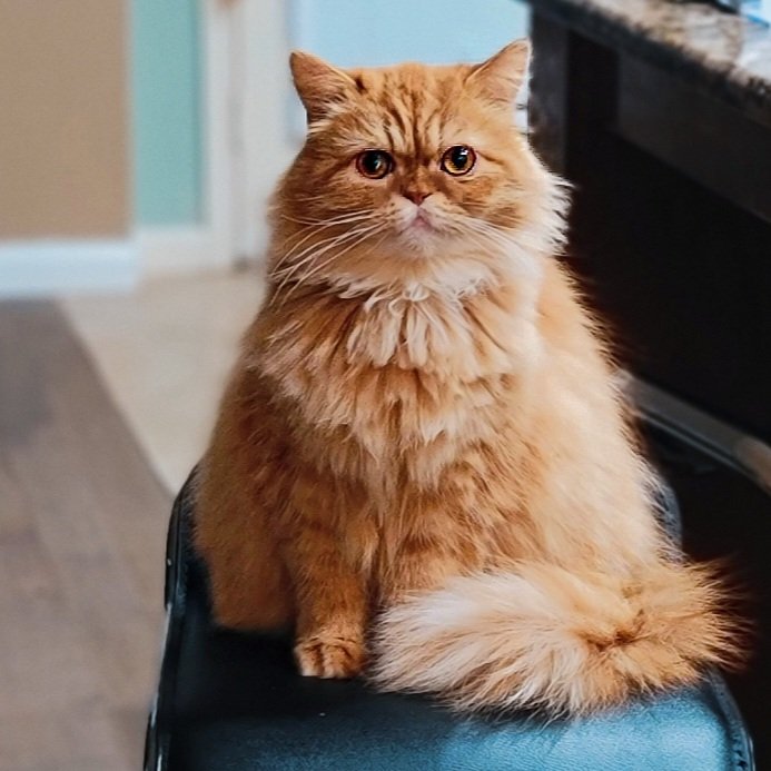 petactorbruno's tweet photo. Tuesdays chill ... #PetActor #prettyKitty #catLife #BrunoBartholomew #gingerKitty https://t.co/3cfNn1qgVv