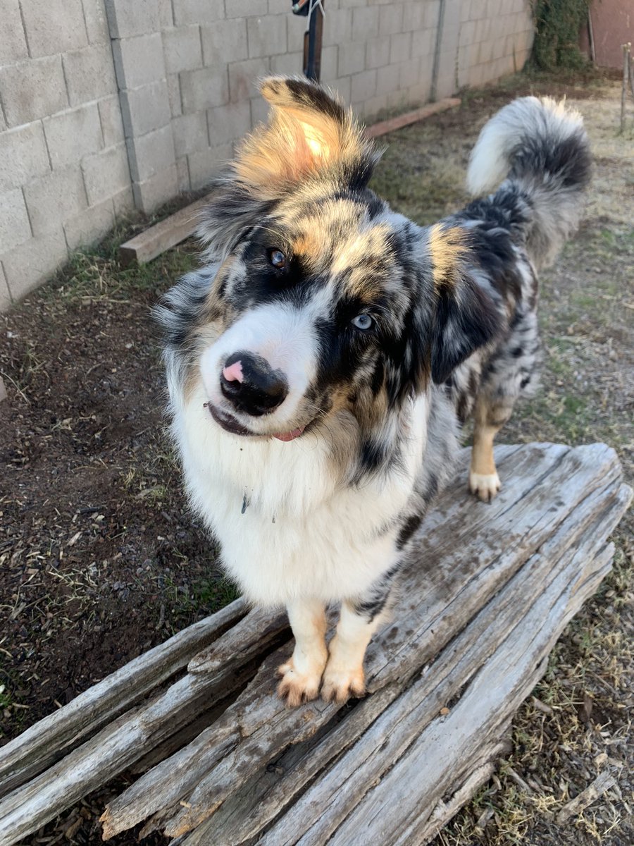 djledford's tweet photo. Roo turned 9 months old. 56 pounds. Whaaaat?! Love this not-so-little dude. Massive personality in a stunning fur suit. Here he is waving to you with his #crazy ear #ausky https://t.co/pIs2ZxHDY1