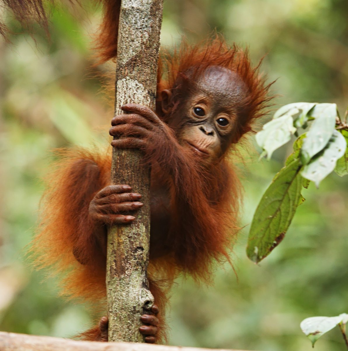 OrangutanDaily's tweet photo. https://t.co/QvbWfunT8Z