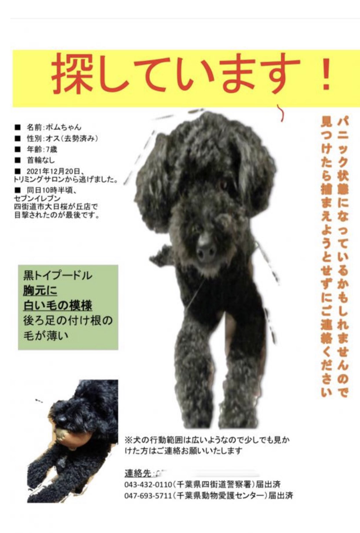 黒トイプードル Www Vetrepro Fr
