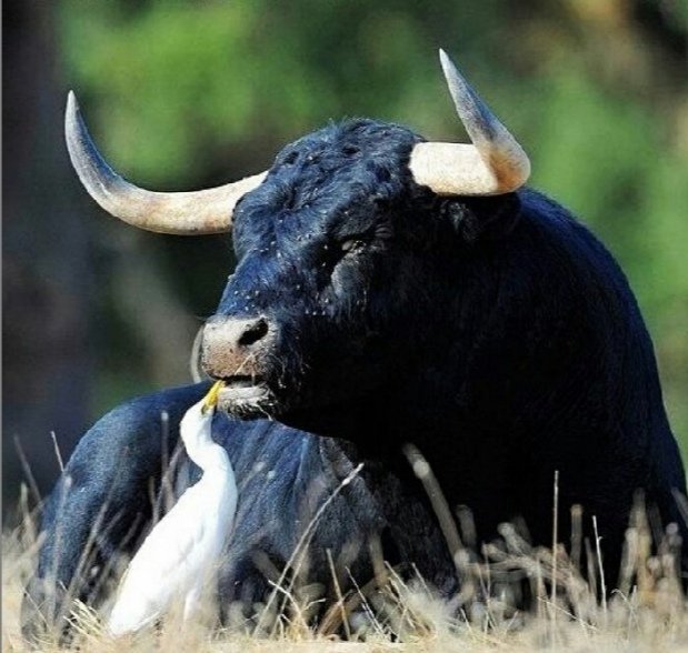 "La matanza pública de animales es propia de los pueblos Bárbaros y atrasados"
Alejandro Humboldt
#VenezuelaSinCorridasDeToros
#OtraFeriaEsPosible
<a href="/NicolasMaduro/">Nicolás Maduro</a> 
<a href="/ConCiliaFlores/">Cilia Flores</a>