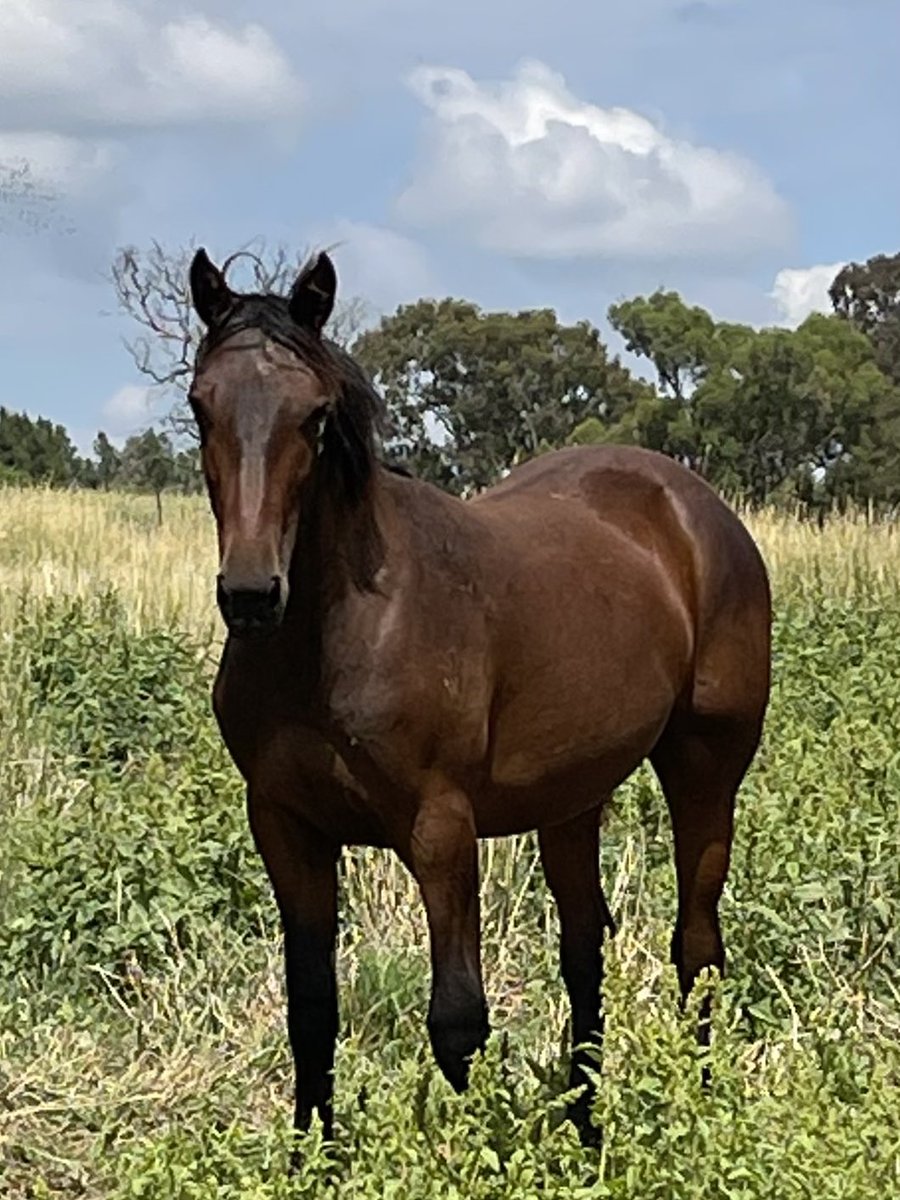 SuccessStud's tweet photo. Excited to bring this Art Major @Alabarfarms x Abettorrose nz colt into full prep on Monday.
Lot 619 @AustPacingGold Sydney sale #2022yearlingsofsuccess #successbreedssuccess #54yearsofsuccess https://t.co/MHxcl72vR4