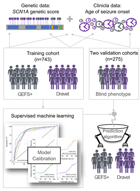 a_brunklaus's tweet photo. Pleased to share our international collaborative effort on "SCN1A Prediction Model" using clinical and genetic biomarkers to predict Dravet syndrome versus other GEFS+ phenotypes in over 1000 patients.
https://t.co/4wxxPdIzz3
Thanks to all collaborators! @LalDennis, @EdoPerezP https://t.co/syidZ08DPg