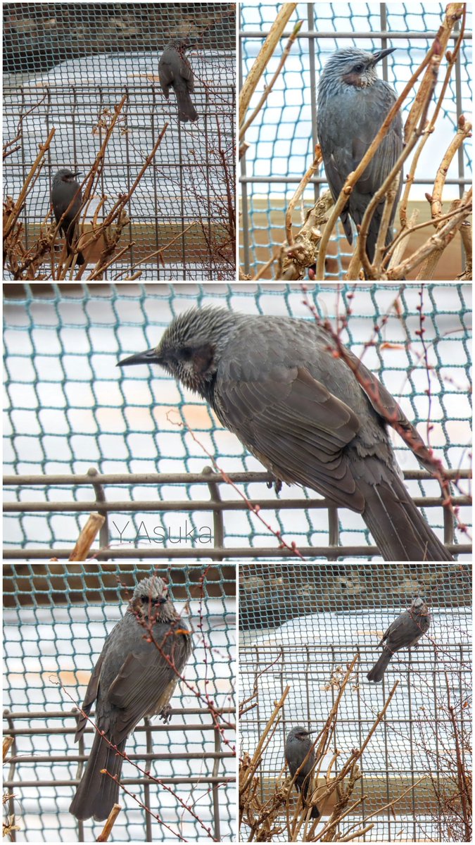 yumeasutw's tweet photo. ライトグレーの空から霧雨が降る水曜日の朝🌂
今日も元気な仲良しヒヨさん🐦️🐦️🎶
予想最高/最低気温🌡️10℃/1℃
雨のち曇りのち晴れ☔→☁️→☀️
午後は晴れたり曇ったり。雲が優勢の一日となりそうです。
#ヒヨドリ #鵯 #Brown_eared_Bulbul
#野鳥 #bird
#a2022 #a0126 #a202201 #a2022015 https://t.co/pTqWVE4utz