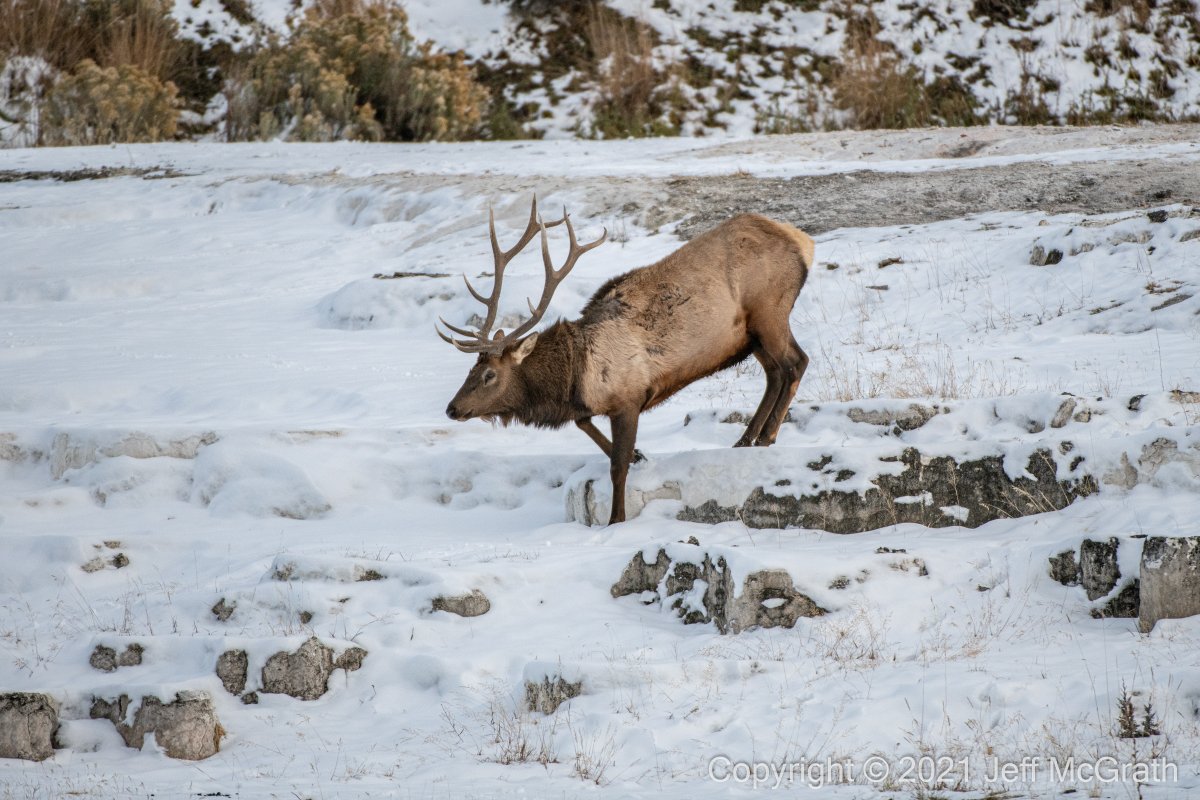 youtah's tweet photo. Revisiting some pics from my last trip to #Yellowstone this Fall. Can't wait to go back! I left part of my heart there.
#AdventureResponsibly #PhotographerLife
#YellowStoneNationalPark #YNP #YSNP #NationalPark https://t.co/5iEHWDUij6