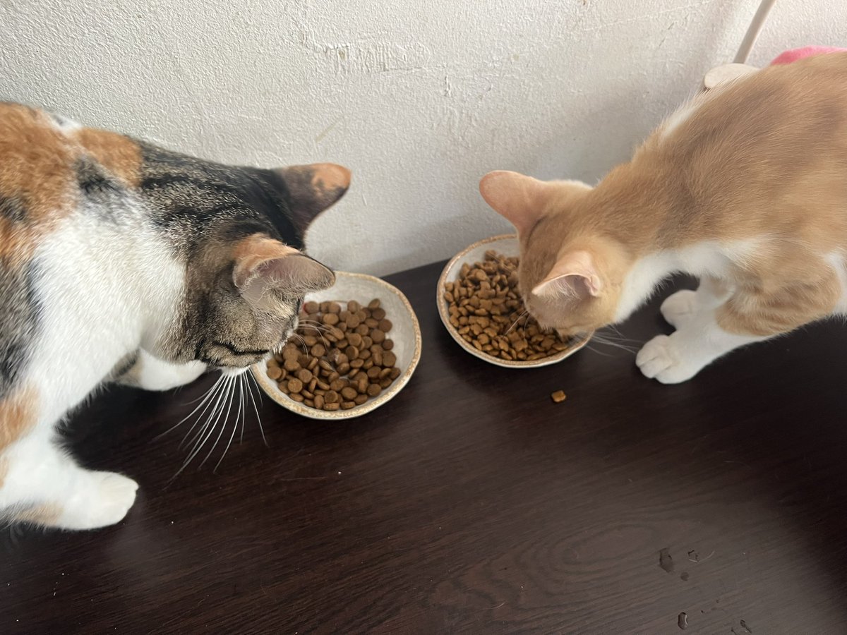 딱지는 본투비 공주님이라 공동사료를 안먹고 섬유질이 풍부한 힐스 처방사료(비쌈🥲)만 먹어요. 한편 언니따라쟁이인 치노가 키튼사료를 안먹고...