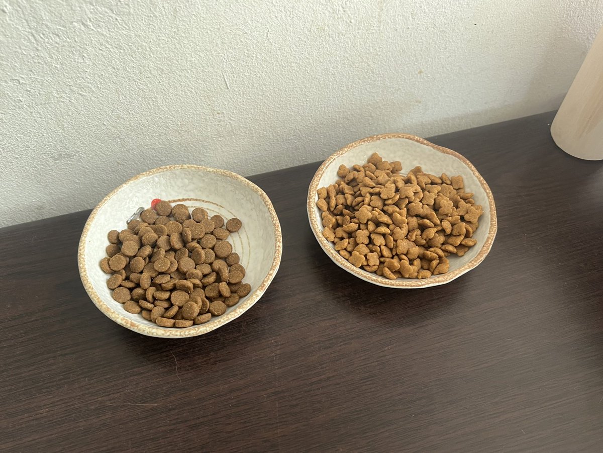 딱지는 본투비 공주님이라 공동사료를 안먹고 섬유질이 풍부한 힐스 처방사료(비쌈🥲)만 먹어요. 한편 언니따라쟁이인 치노가 키튼사료를 안먹고...