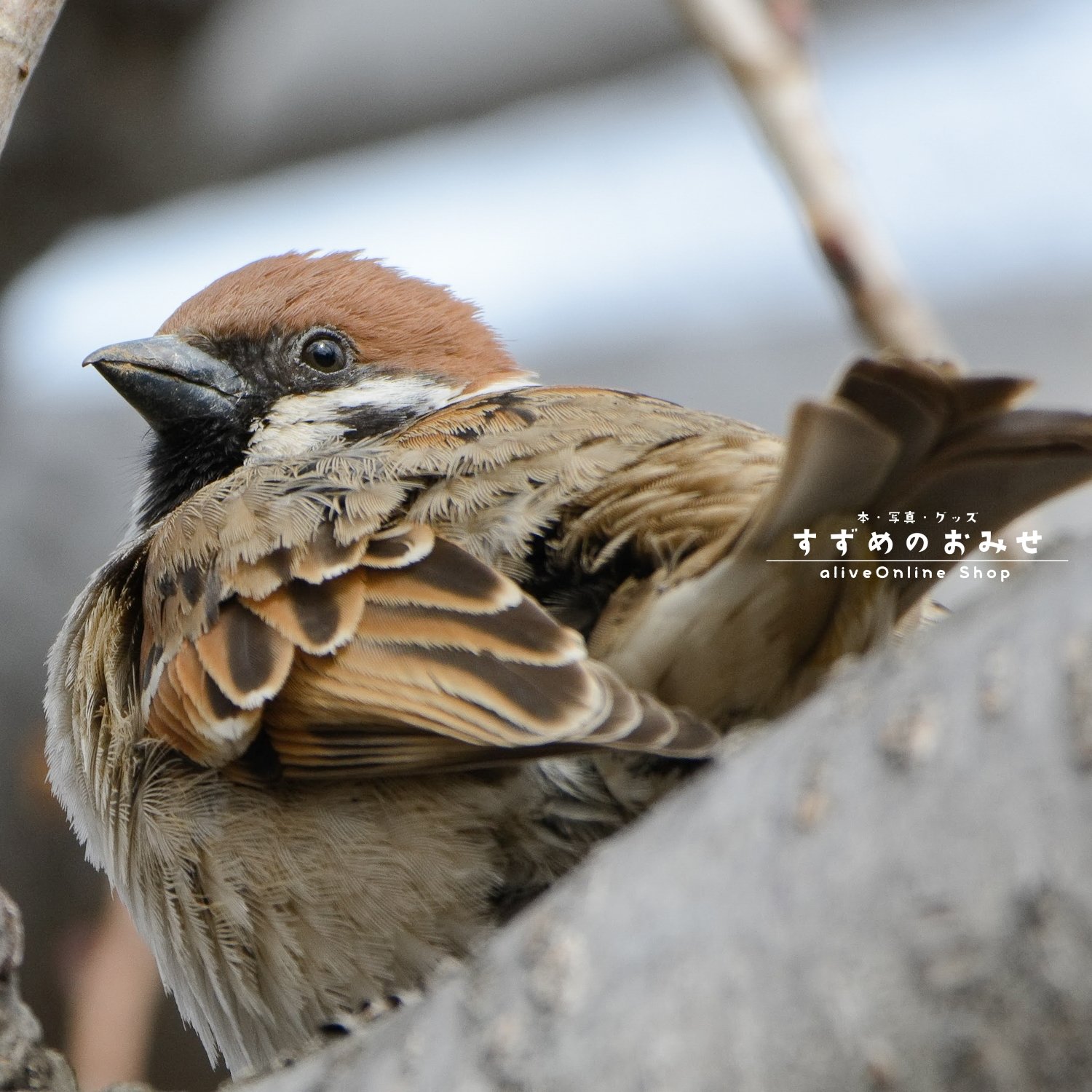 うえだこうじ Uedakoji Photo Twitter