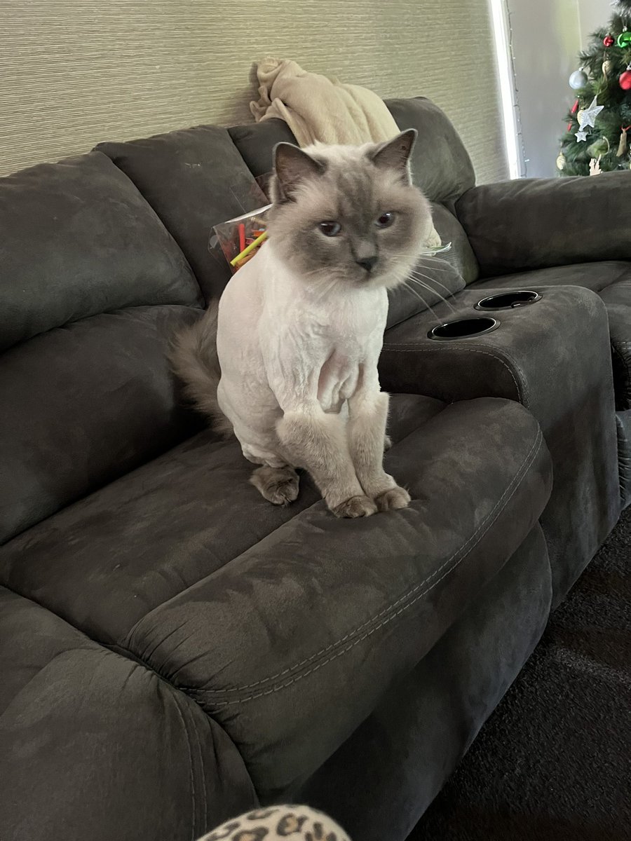 DrMrsClark's tweet photo. @cmuuu We get fursuitboy shaved annually - he gets very frisky afterwards https://t.co/9v5wAyzNKp