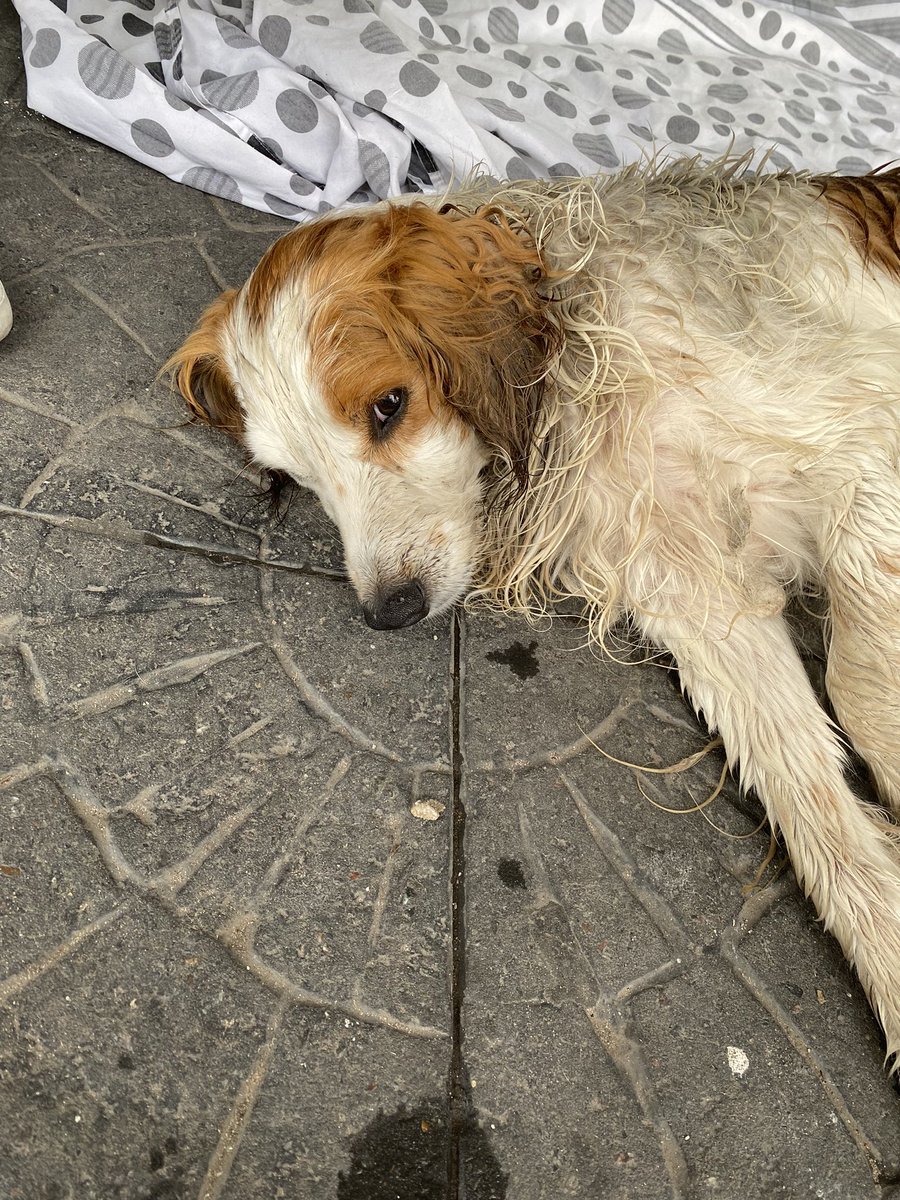 florchas_17's tweet photo. Necesito que compartan por favor! Necesita transito, un hogar o encontrar a sus dueños https://t.co/t7RTXibHhE