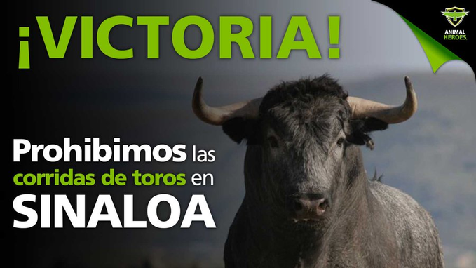EugenioDerbez's tweet photo. ¡¡¡BRAVO!!! 👏👏👏👏
Sinaloa hoy se convirtió en el quinto estado mexicano en prohibir las corridas de toros. @rochamoya_ @animalheroes https://t.co/Tp9JhIchm9