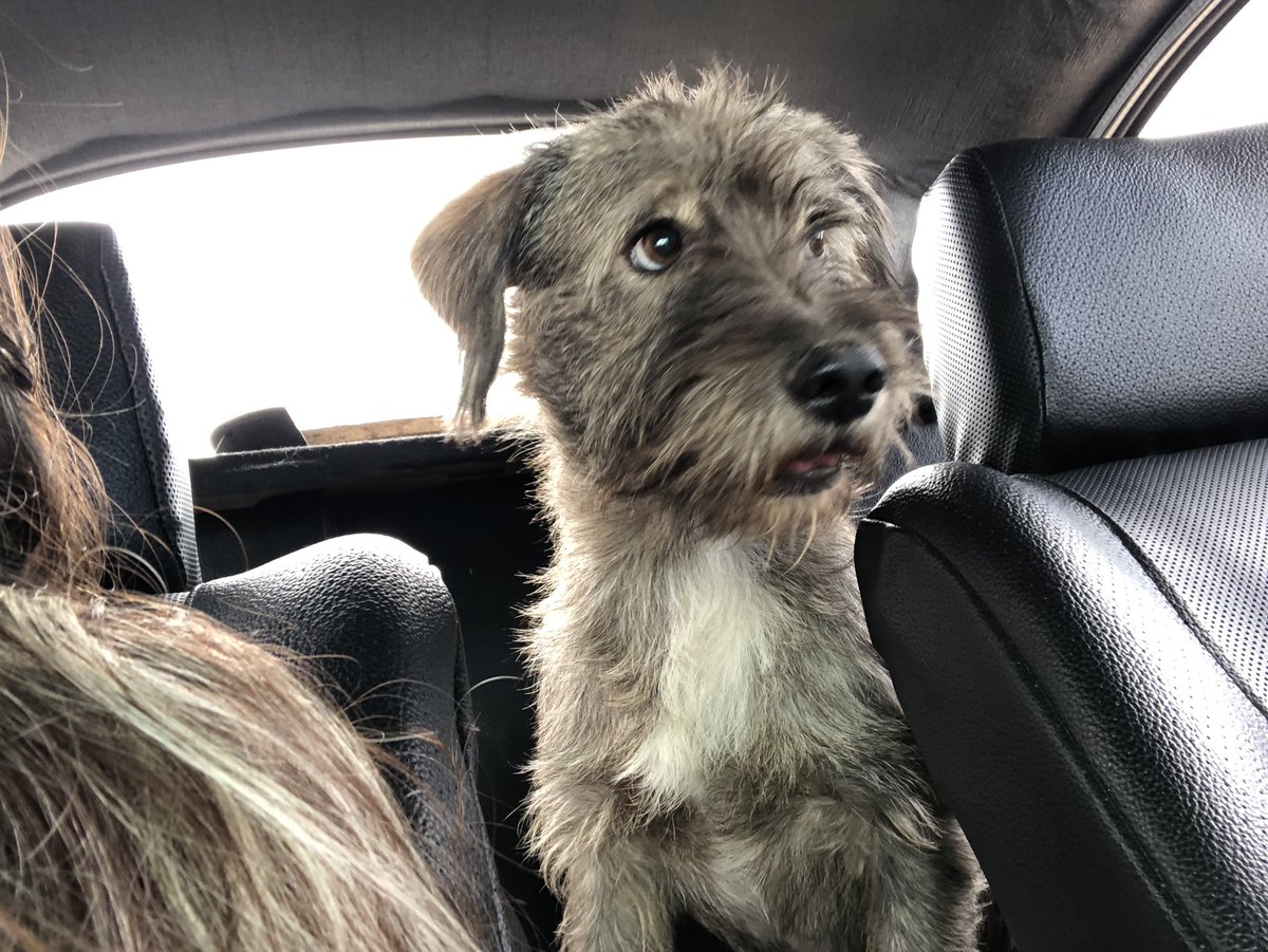 tunita_potosina's tweet photo. Amigos de San Luis!!!! Estamos buscando a Bongo!!! Se perdió por el rumbo de Las Dalias 🥺😭😭😭😭 https://t.co/Z259tJ4KKE