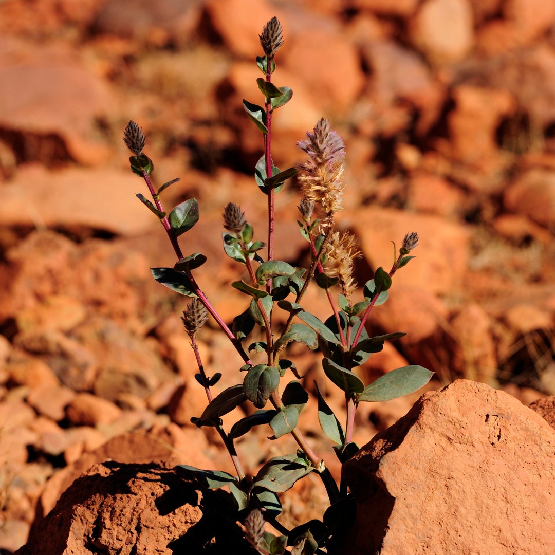 Aren't the colours of the local flora so stunning against the red tones of the Central Australia outback 😍 #centralaustralia #ulurukatatjutanationalpark