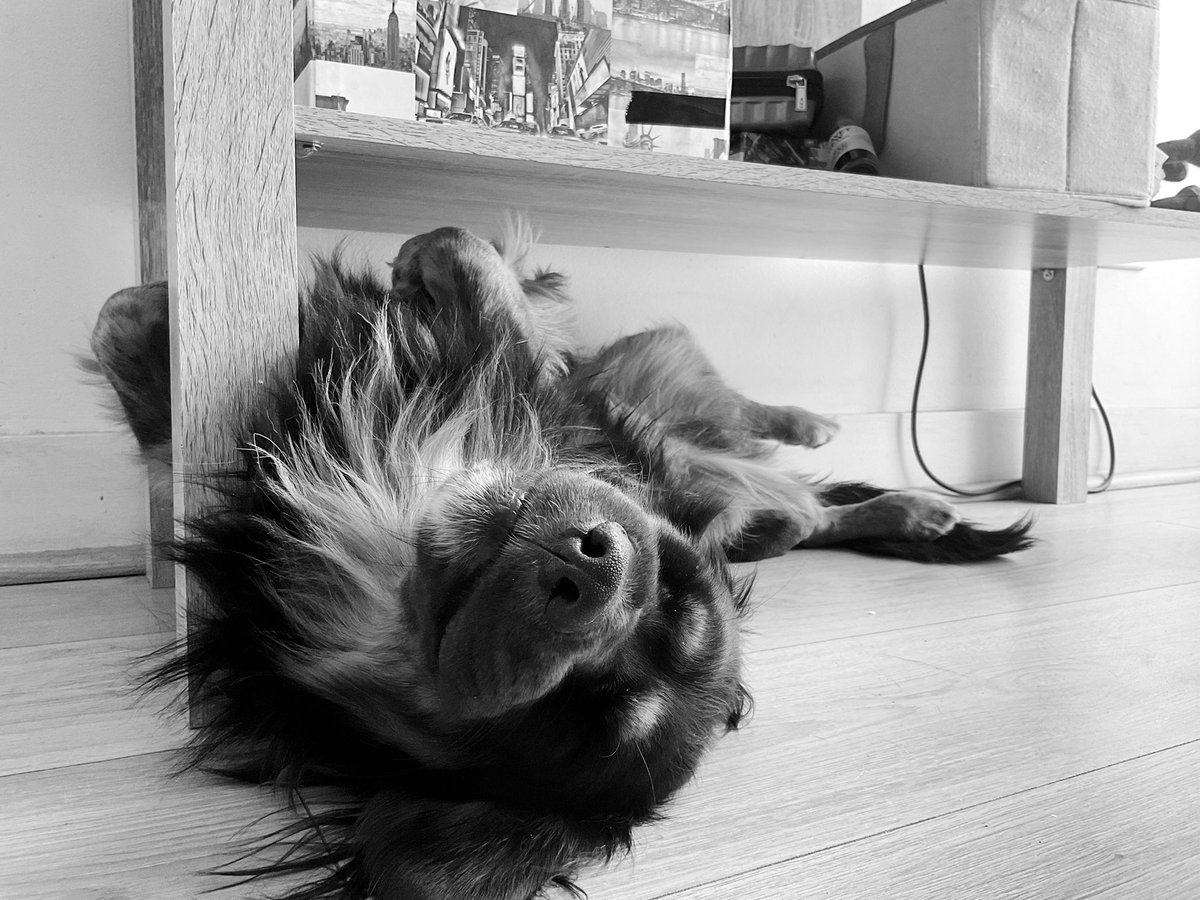 Abril Siso tweet media