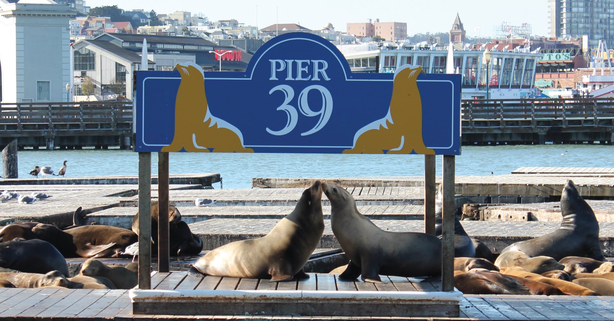 San Francisco - Fisherman's Wharf: Sea Lions at Pier 39