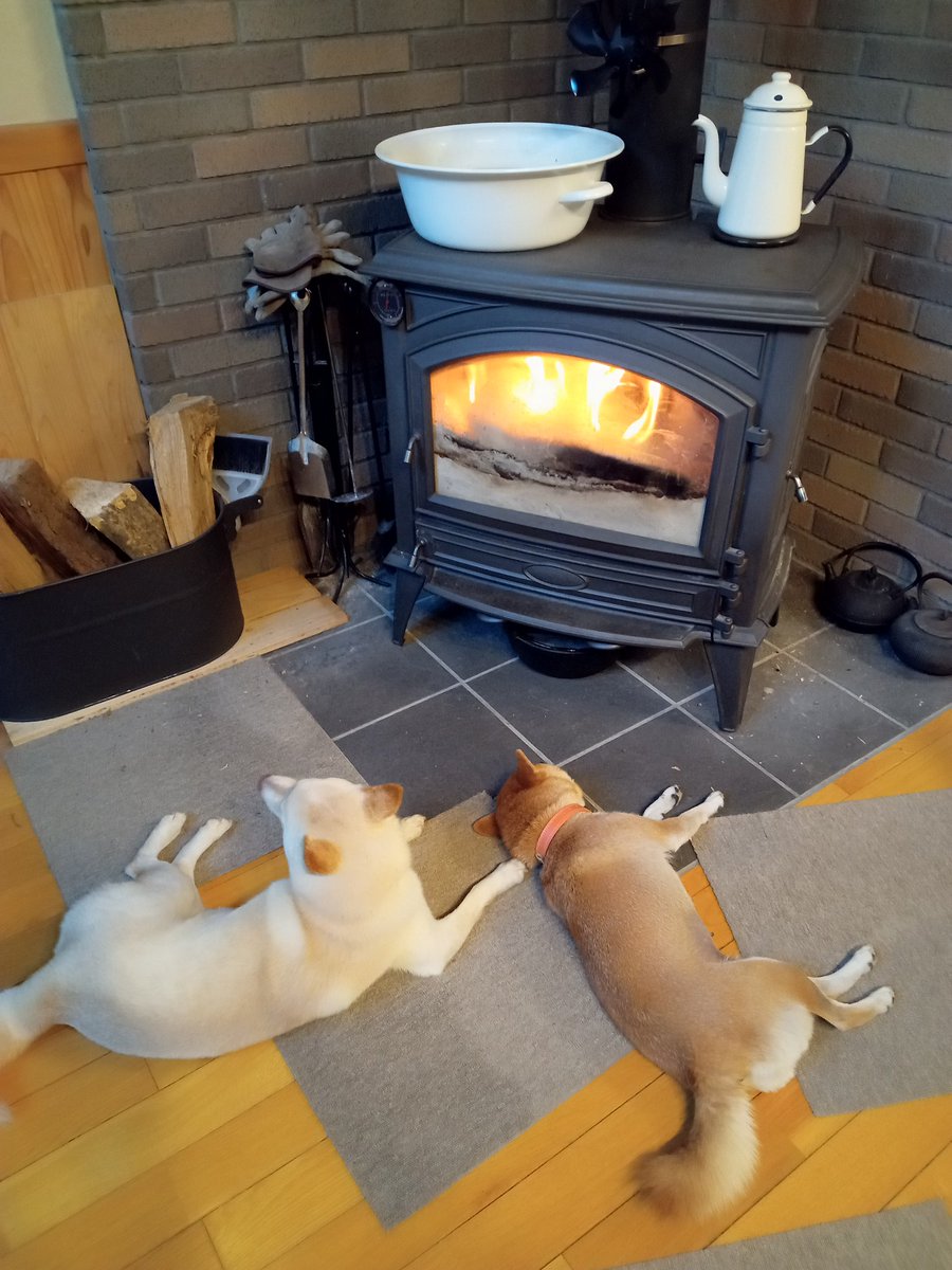 vanillaki's tweet photo. 今月も用があって都内のビジホに泊まってるんだけど、このお部屋には電源がデスクにひとつ、ドア近くにふたつあるだけっ！ベットまわりにも無いのだ。バスルームにも無いのだ。
スマホ充電、加湿器、ドライヤー、湯沸しポット、同時に使いたい。
わんこ🐶🐶に会いたい
#柴犬のいる暮らし　#ビジホ https://t.co/uLcUL0LYu4