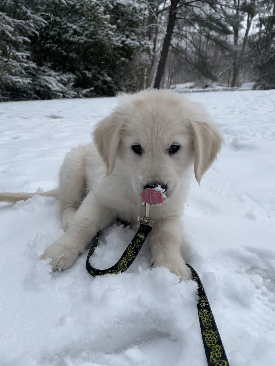 Chriscal's tweet photo. Ollie’s Twitter debut on #TongueOutTuesday #GRC https://t.co/xeCrDzdkLh