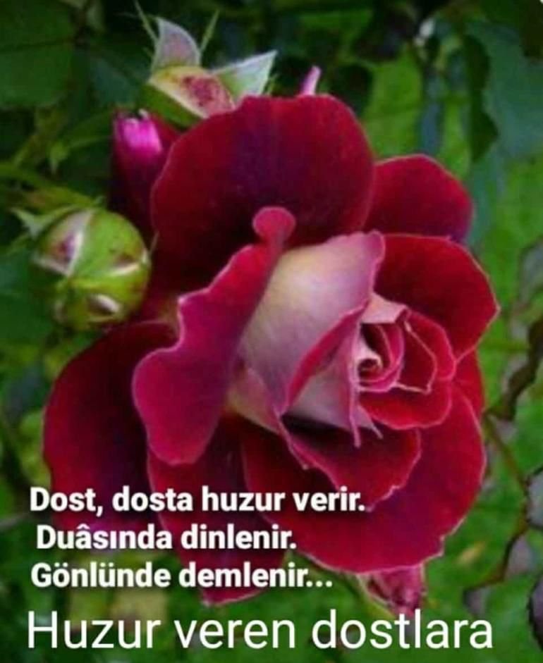 Hikmet Yakin tweet media