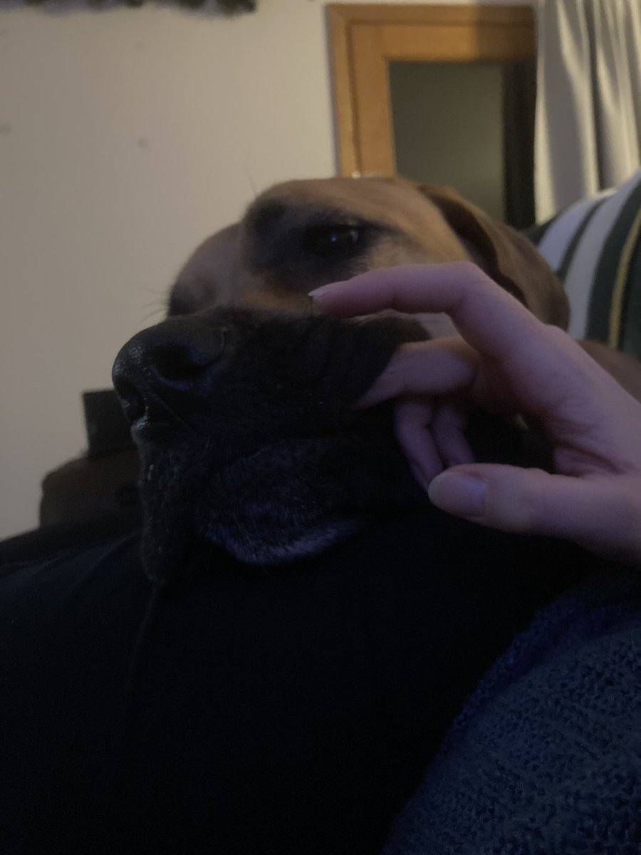 Nala the Daniff tweet media
