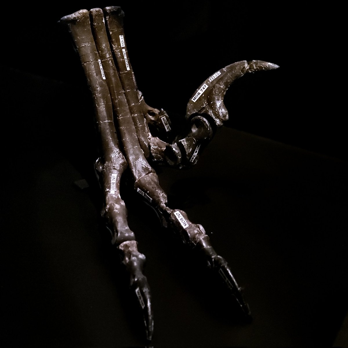 paleeoguy's tweet photo. The infamously wicked foot of #Deinonychus (#MOR747) with the menacing claw of digit 2 poised for the kill. Research shows #dromaeosaurs used their feet to pin &amp; subdue prey, much like their modern #raptor cousins! #dinosaur #fossil #paleontology https://t.co/8erxKNDMj1