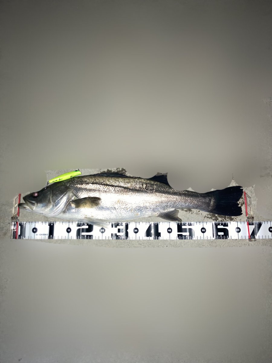 87fishing's tweet photo. じょんさんとシーバスの話してたらそわそわしちゃたので行ってきました！

2匹ともイナっ子に着いてた個体でフルゴッツのぱんぱんでくそ重たいやつでした！

衣浦は相変わらずポテンシャル高過ぎです！

ただ寒すぎる。

#seabass
#衣浦
#エンパシー
#なきらんかー https://t.co/KGq9Ms7yVP