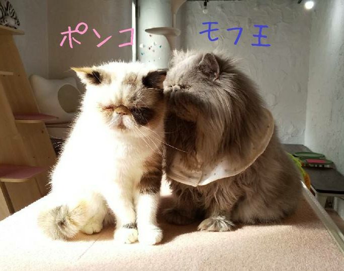 猫カフェ 猫鈴 Nyan Bell Neko Nyanbell Twitter