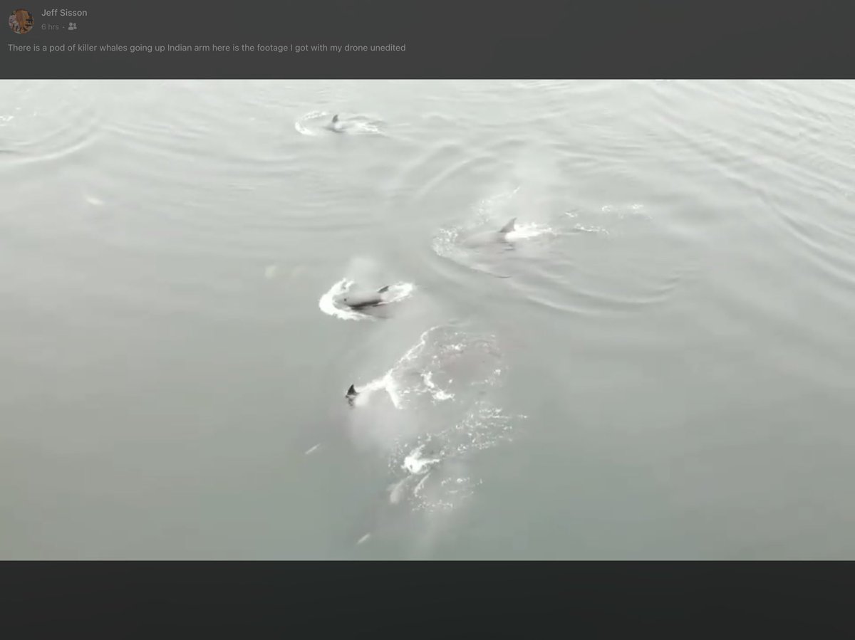 My Nephew Jeff Sisson took video of the Killer Whales in Burrard Inlet. We’re members of <a href="/tsleilwaututh/">Tsleil-Waututh Nation</a>. This is special. Ancestors are telling us something. Which is imp bcs today we heard about 93 more children’s remains. Prayers for all of us. Thanking our Ancestors #Sacred