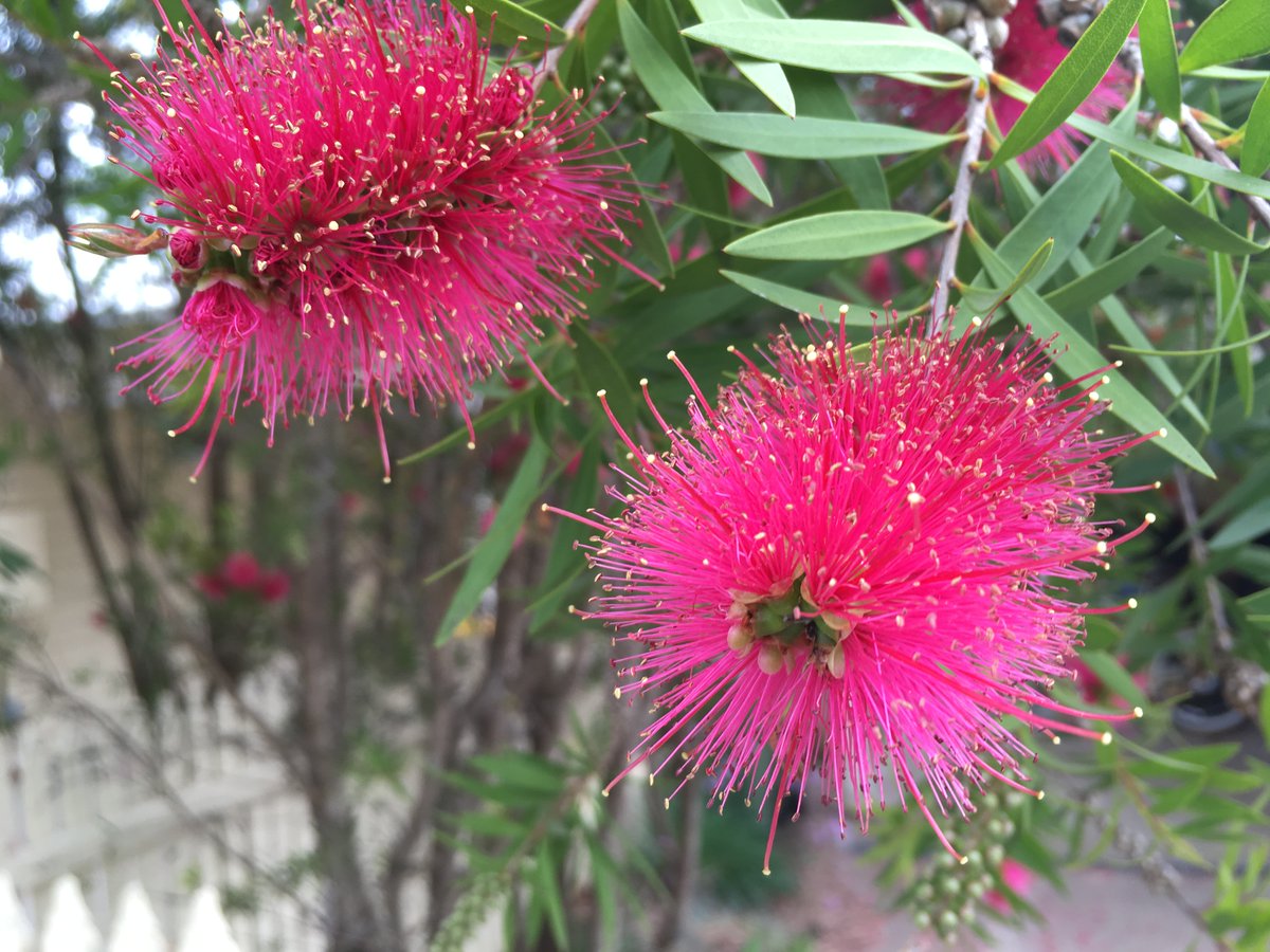 There are a number of #bottlebrush native to Australia, and they make a fine addition to any garden aiming to attract #nativespecies such as #marsupials, #nativebees and birds.

They are also hard to kill and easy to maintain! #nativegarden #urbanwildlife #nativeplants #ownpic