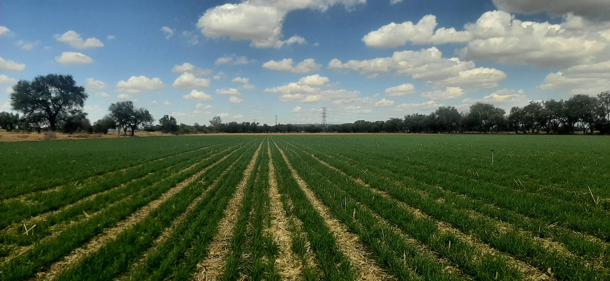 Siembra, germinación y amacollamiento, producción sustentable de trigo!
El relicario, San Francisco del Rincón, misma parcela del señor Manuel Hidalgo
                🌱🌾🚜