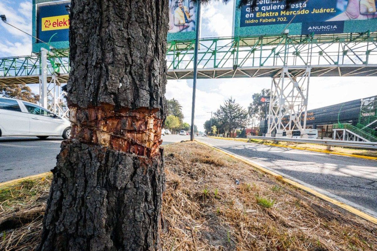 CometaColectiva's tweet image. ⚠️🌳Matan árboles frente a espectaculares en #Tollocan. ¿Cuáles son las sanciones a los dueños de los anuncios @PROFEPA_Mx , @propaem_sma, @AmbienteEdomex? Exigimos que sean retirados!
#Edomex
#Toluca