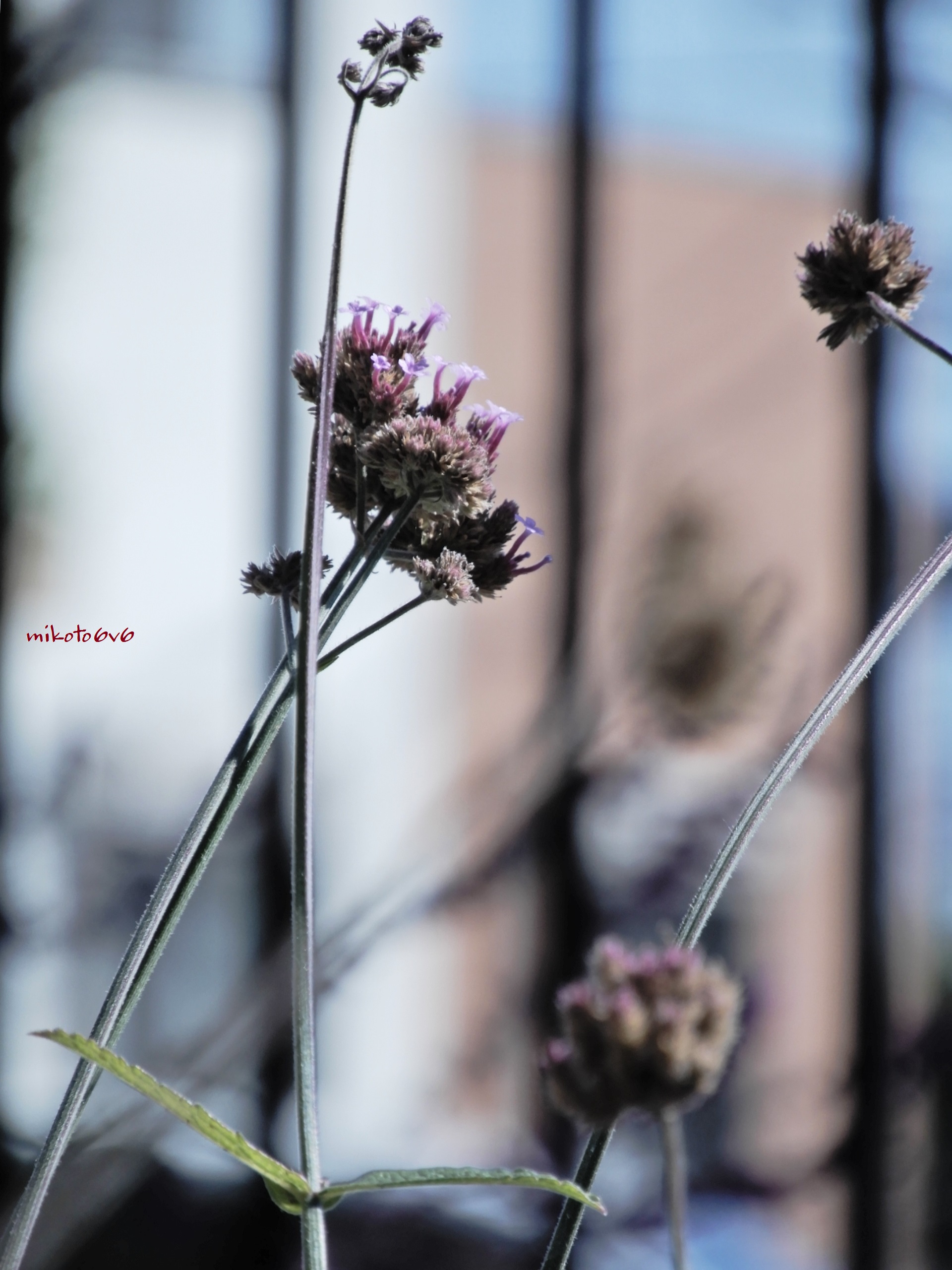 サンジャクバーベナ Twitter Search Twitter