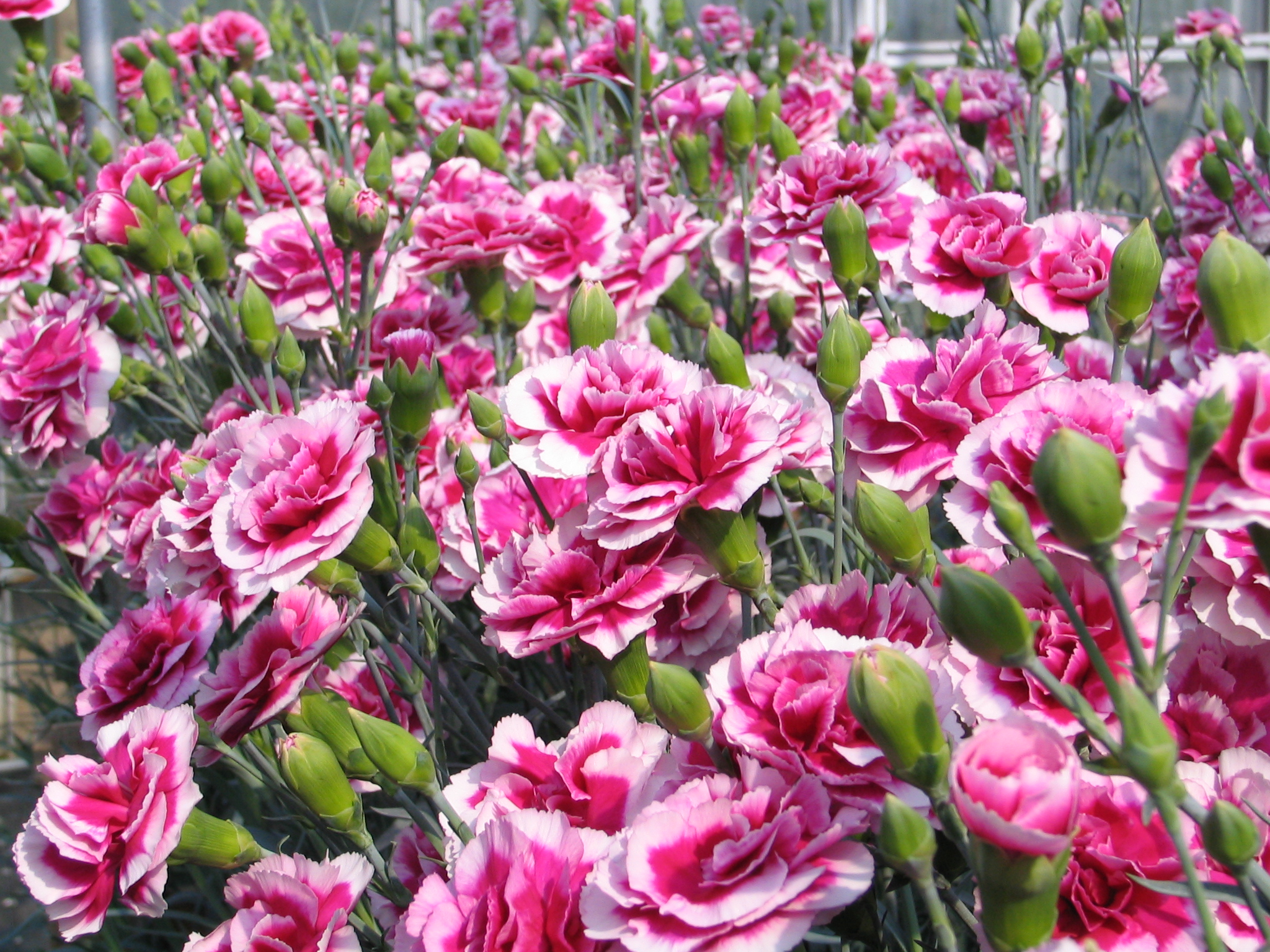 河津町産業振興課 かわづカーネーション見本園が令和４年２月１日 火 から５月８日 日 まで開園となります かわづカーネーション見本園では市場に出回っていない試験栽培を含む約376品種 約14 000株もの色とりどりのカーネーションを見る事が出来ます