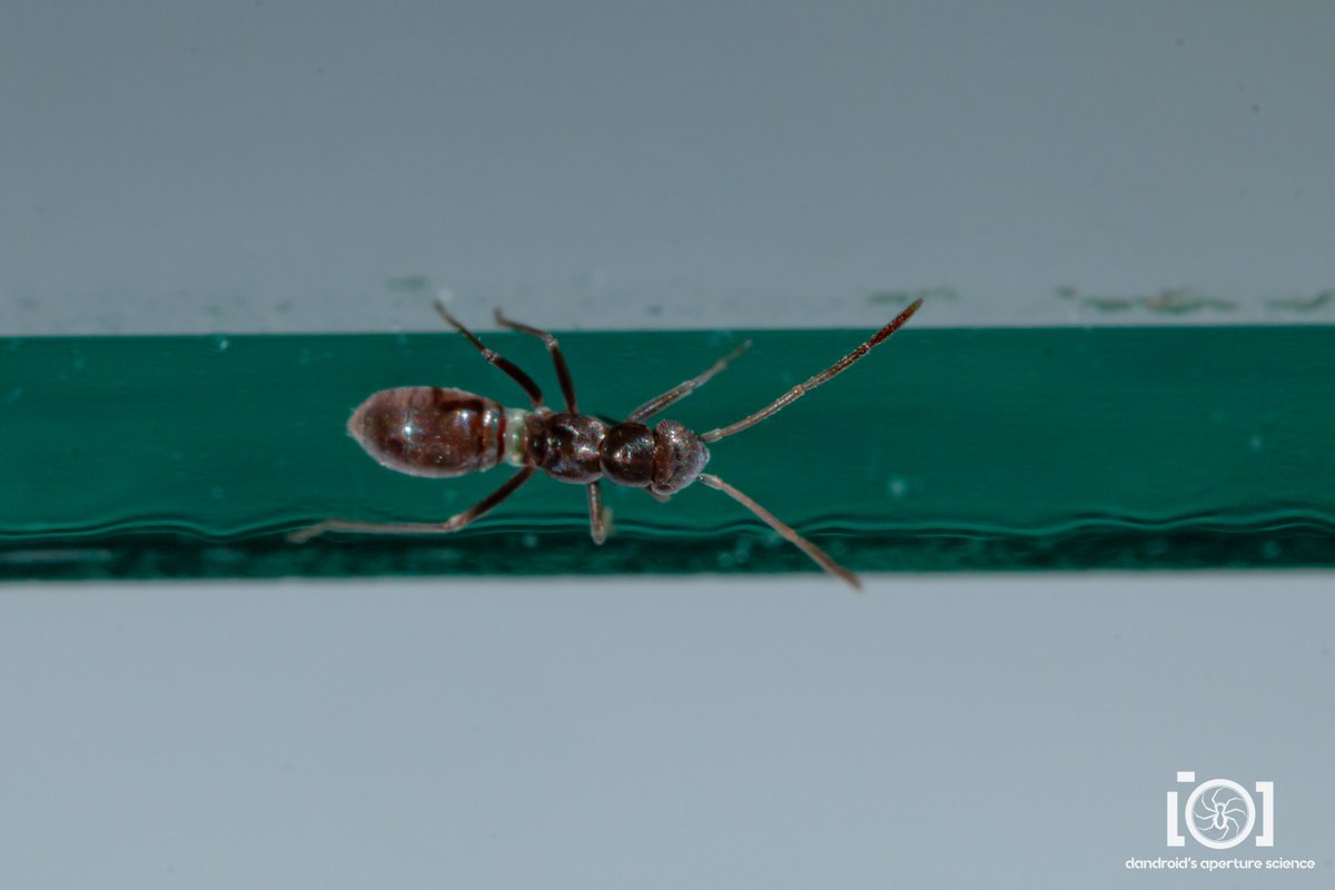 apsciencebydan's tweet photo. This a very solid entry in the But You're Not an Ant Tho chronicles. It's a true bug. The true bugs gotta get in on the Everybody Wants to Be an Ant phenomenon too! https://t.co/GzWUdzVUpc