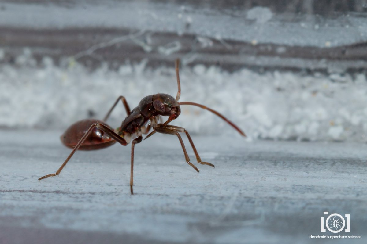 apsciencebydan's tweet photo. This a very solid entry in the But You're Not an Ant Tho chronicles. It's a true bug. The true bugs gotta get in on the Everybody Wants to Be an Ant phenomenon too! https://t.co/GzWUdzVUpc