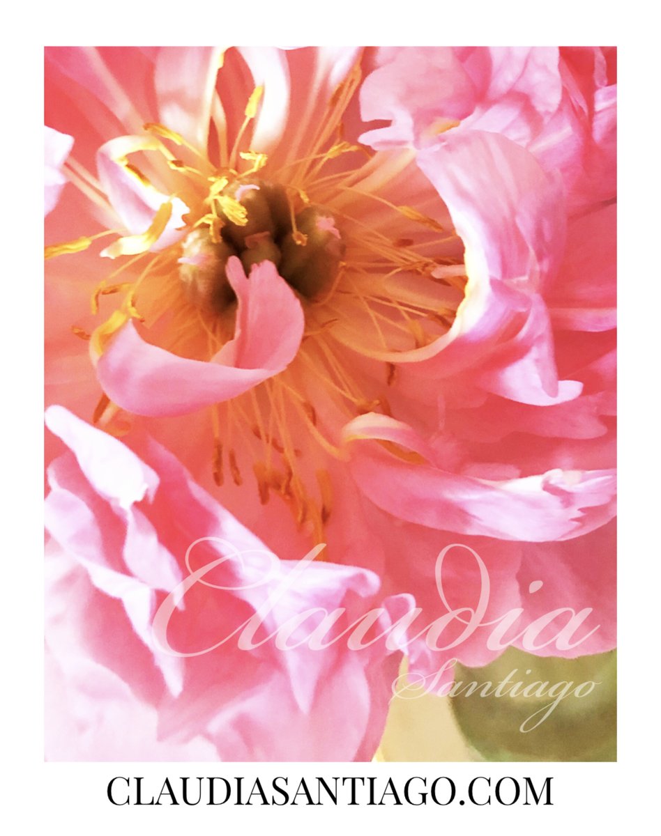 ClaudiaSantiago's tweet photo. 🌺 🌸 In the depth there is a covered beauty that is yet unknown. The dance of life is held within... 

#elbesodeladios #onlyadance #seedsoflife #claudiasantiago #claudiasantiagoart #atimetobloom #love #life #relationships https://t.co/6WFOH1Rwc3