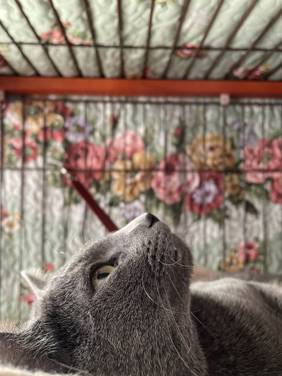 devilkillertype's tweet image. ニル　「お芋、喰いてぇ、、　」