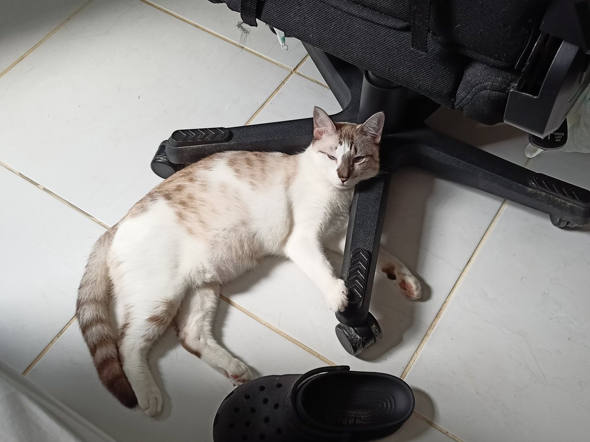 unLex's tweet photo. raça: pé dura
nome: Saputi
beleza: toda
inteligência: às vezes falta
raiva: de pegar na barriga
medo: de tudo
já mordeu: uma vez quando ficou presa na cortina
gosta de passear: ainda não, mas vai 😤
apelidos: mãe, mamãe, vaca, cachorra
defeitos: 0, completamente perfeita https://t.co/vfwri8xi29
