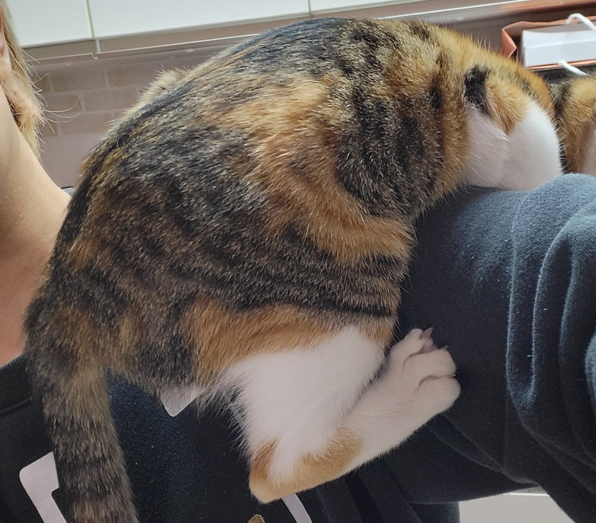 parallelworld03's tweet image. おはようございます☀抱っこして欲しい猫が自ら登ってくる…耳元に尻だ…横向けたら尻だ🐱
さてさて今日はバイトに行ってきます。明日キラキラ出そう🌟