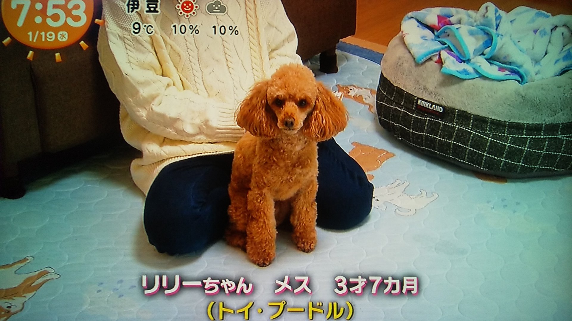 梅 Al Twitter きょうのわんこ トイプードルのリリーちゃん 子犬の頃から ヒヨコのピーちゃんがお友達 可愛いーね きょうのわんこ トイプードル 犬 めざましテレビ T Co Jt50np2mp5 Twitter 梅 Al Twitter きょうのわんこ トイプードルのリリーちゃん 子犬の頃から ヒヨコのピーちゃんがお友達 可愛いーね きょうのわんこ トイプードル 犬 めざましテレビ T Co Jt50np2mp5 Twitter